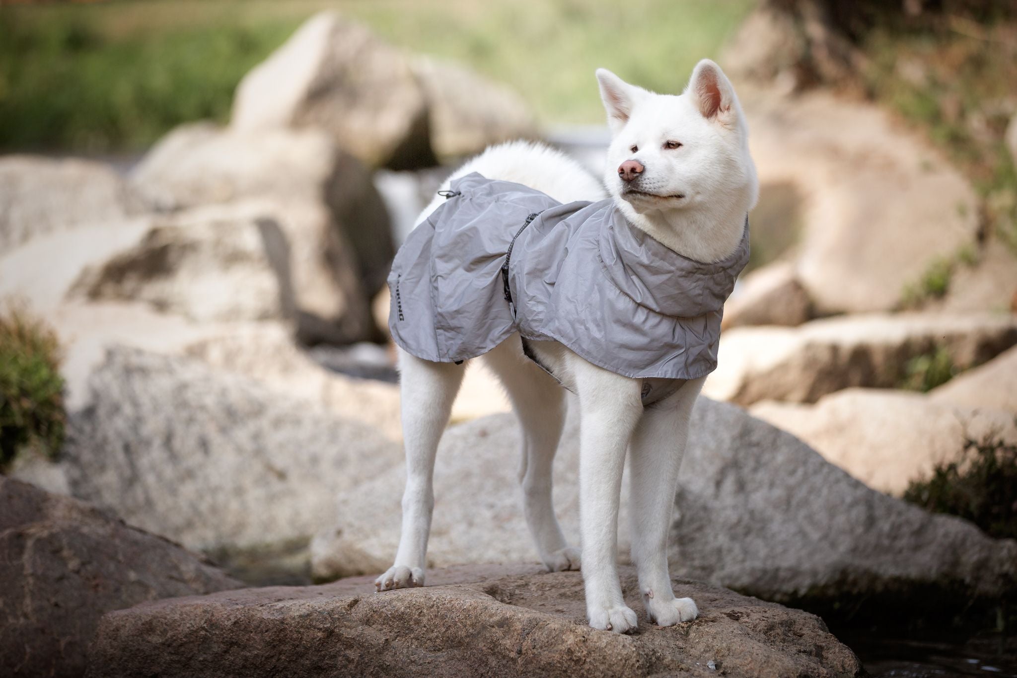 croci-hiking-high-visibility-manteau-chien-r-fl-chissant image 7