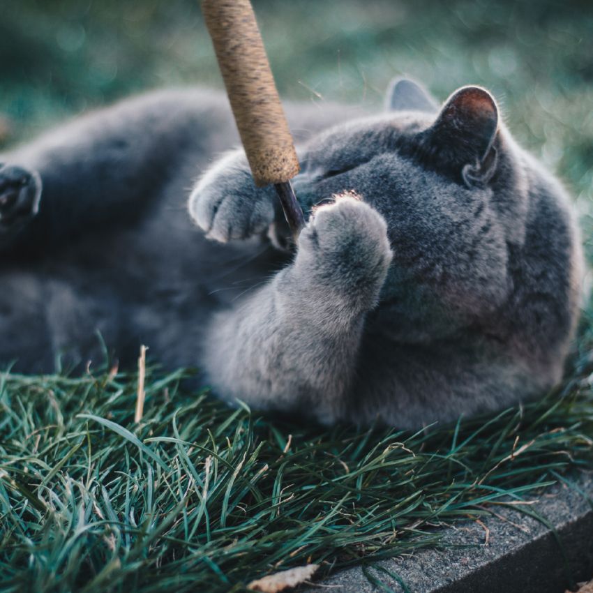 croci-euphoria-lollipop-jouet-chat-matatabi-lot-de-2 image 2