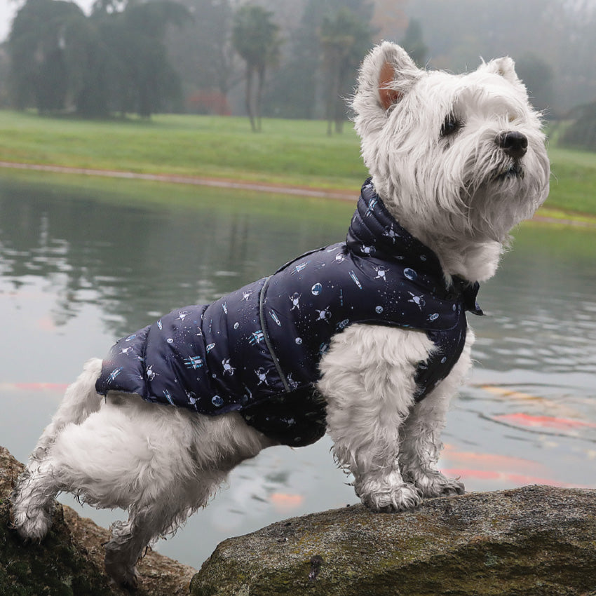 croci-space-manteau-chien-matelass-imprim-30-cm image 2
