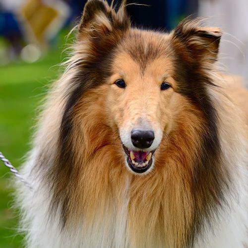 croci-powerfur-trille-chien-poil-long-taille-m image 2