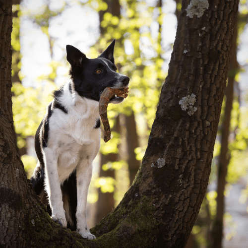 croci-niki-natural-barf-cous-dinde-chien-snack-naturel image 5