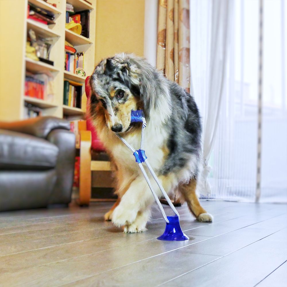 croci-pull-play-jeu-chien-bleu-b-ton-ventouse image 4