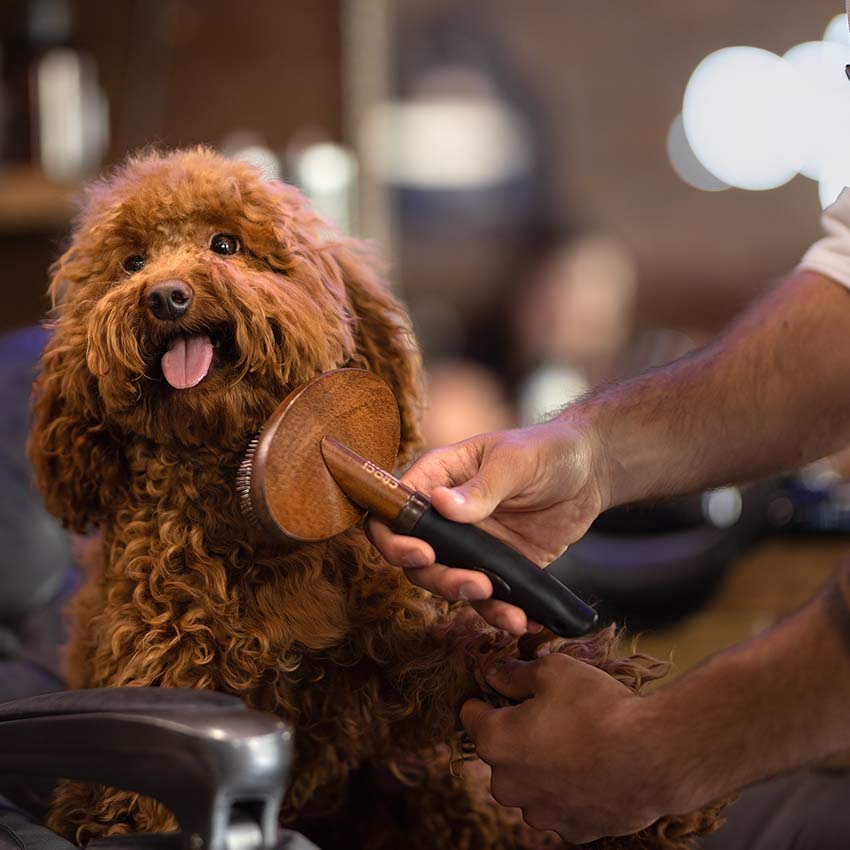 croci-barbershop-smooth-tail-carde-brosse-chien-dents-fines image 4