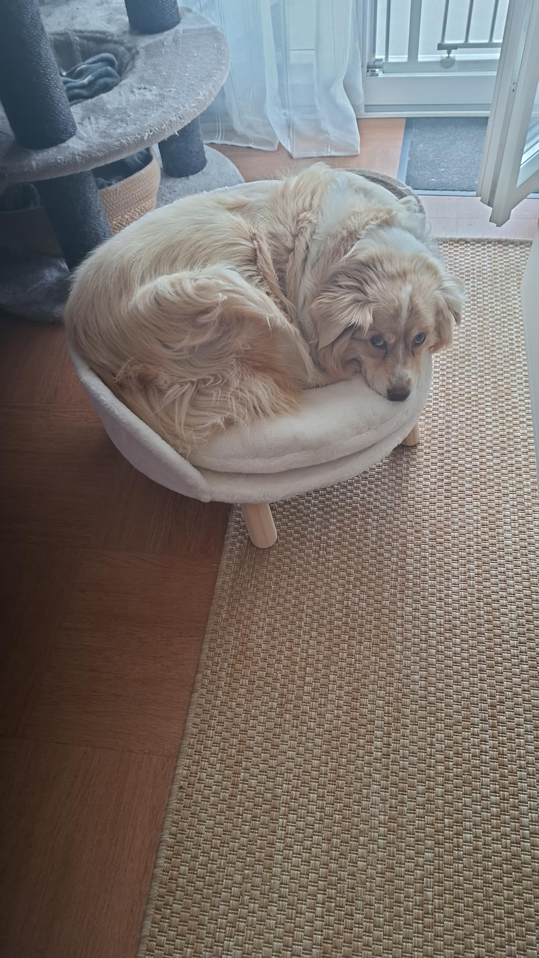 Il l'a adopté
