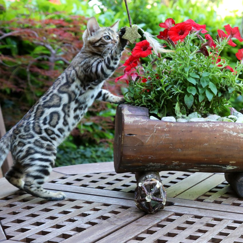 croci-euphoria-stick-stella-jouet-chat-matatabi-12-cm image 7
