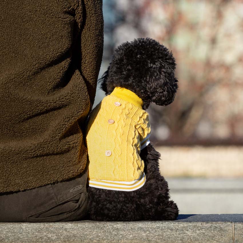 croci-tresser-pull-chien-jaune-35-cm-col-roul image 2