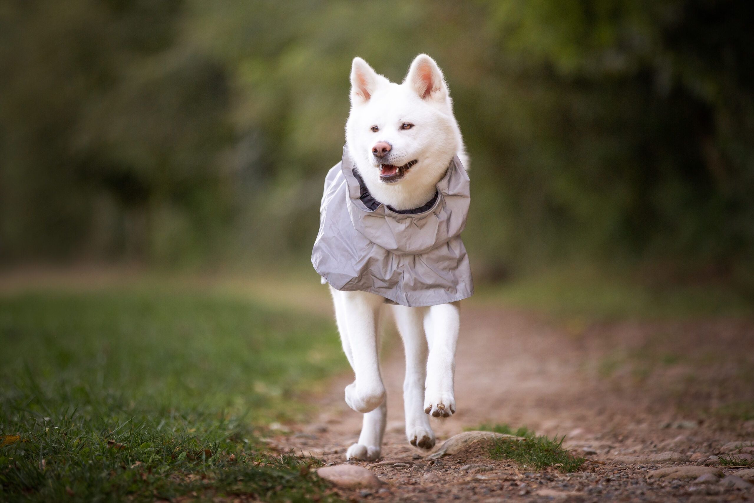 croci-hiking-high-visibility-manteau-chien-r-fl-chissant image 5