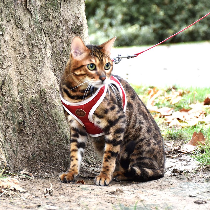 croci-bobby-stripe-harnais-chat-laisse-bleu-ciel-nylon image 6