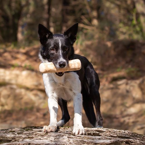 croci-niki-natural-barf-coffee-bone-os-bois-chien-m image 4