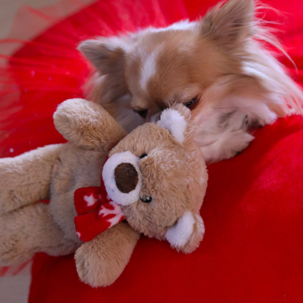 croci-my-teddy-peluche-pour-chien-20-cm-no-l image 4
