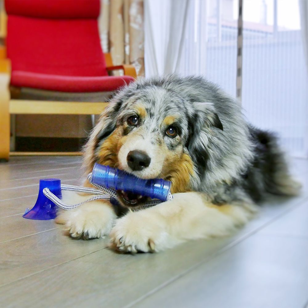 croci-pull-play-jeu-chien-bleu-b-ton-ventouse image 3