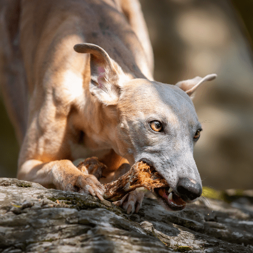 croci-niki-natural-barf-cous-dinde-chien-snack-naturel image 4