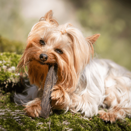 croci-niki-natural-barf-cous-dinde-chien-snack-naturel image 3