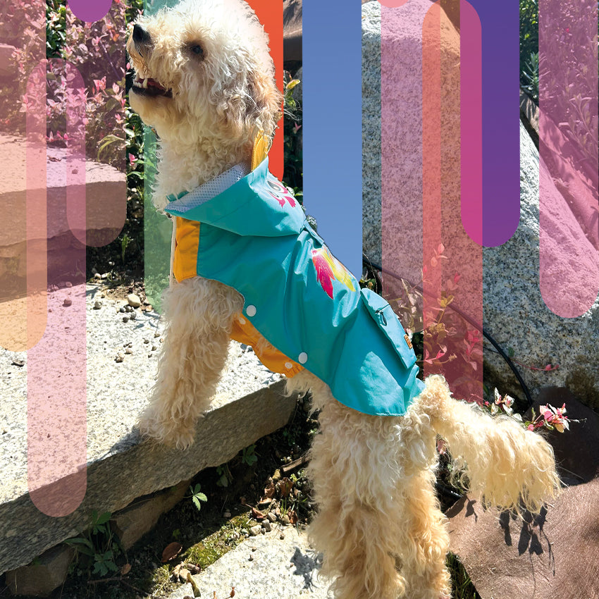 croci-manteau-pluie-chien-bleu-capuche-40-cm image 2