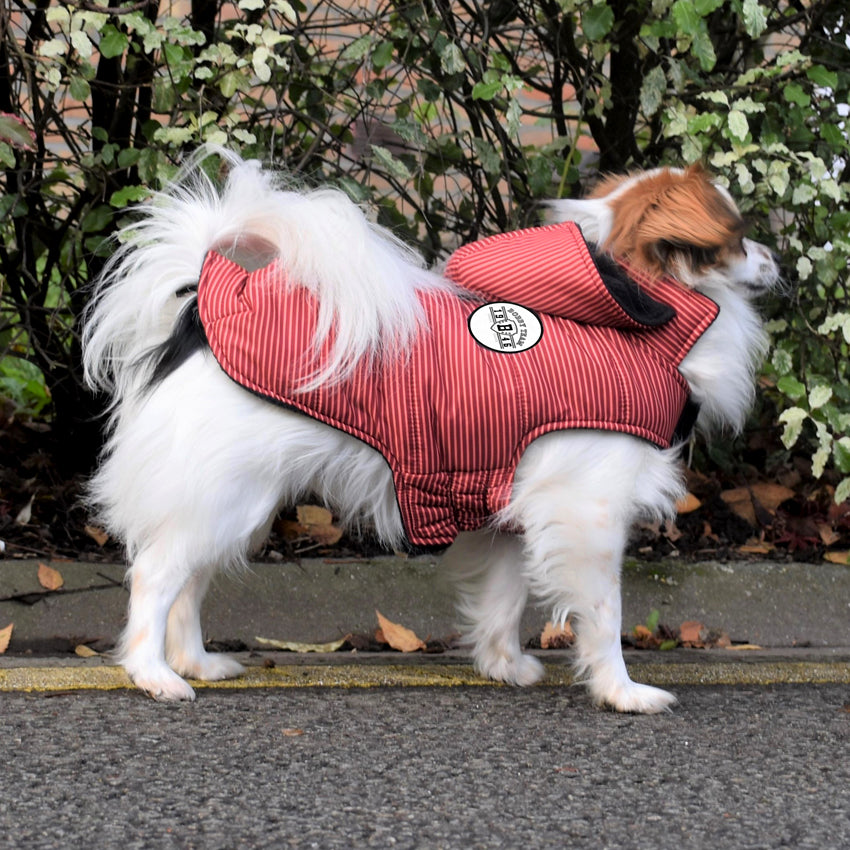 croci-bobby-ray-manteau-chien-imperm-able-polaire image 3