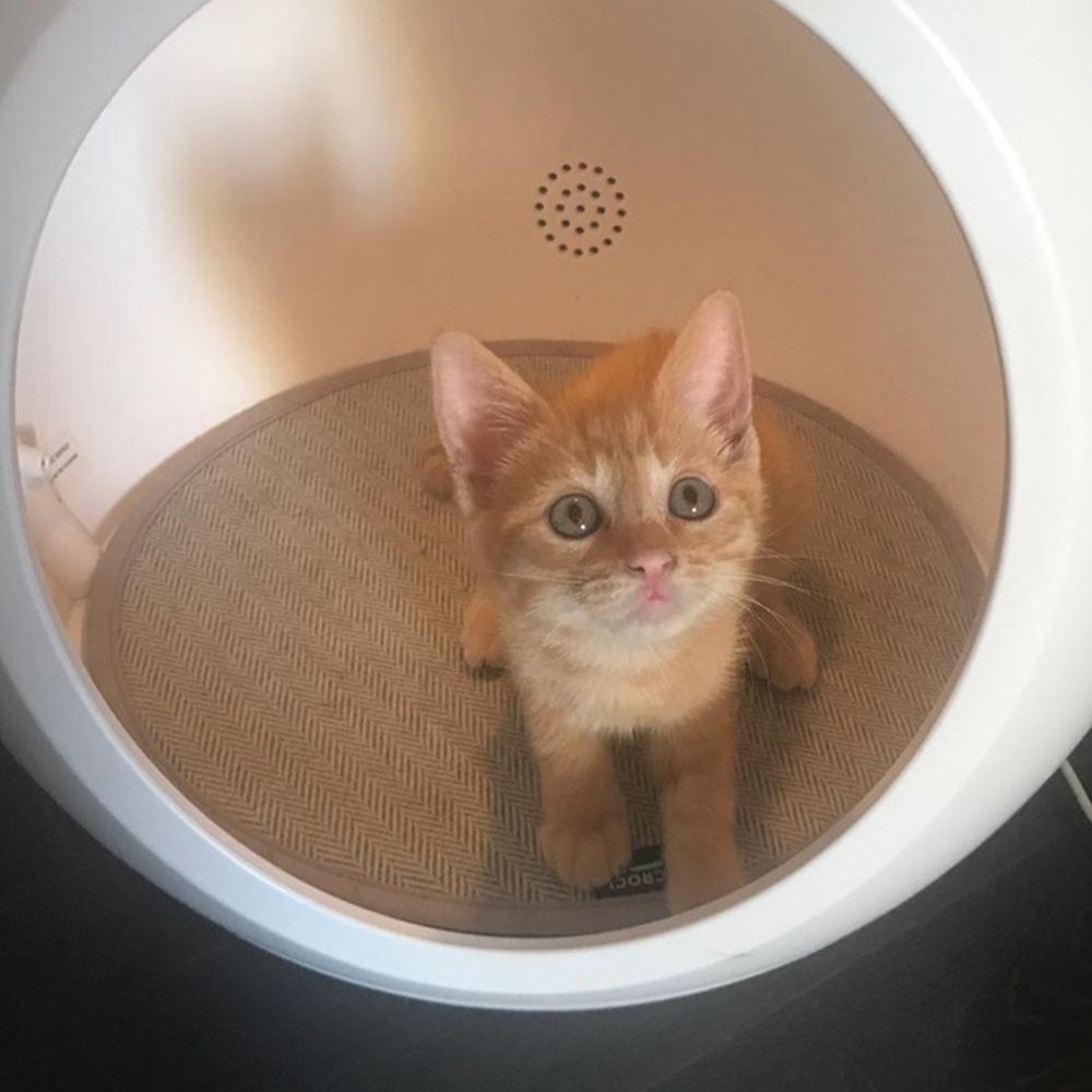 croci-domus-niche-technologique-chat-et-petit-chien image 6