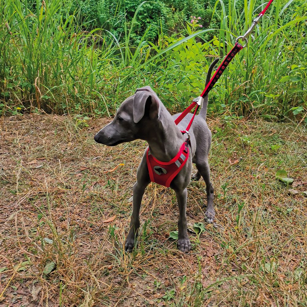 croci-hiking-harnais-laisse-chien-noir-taille-m image 2