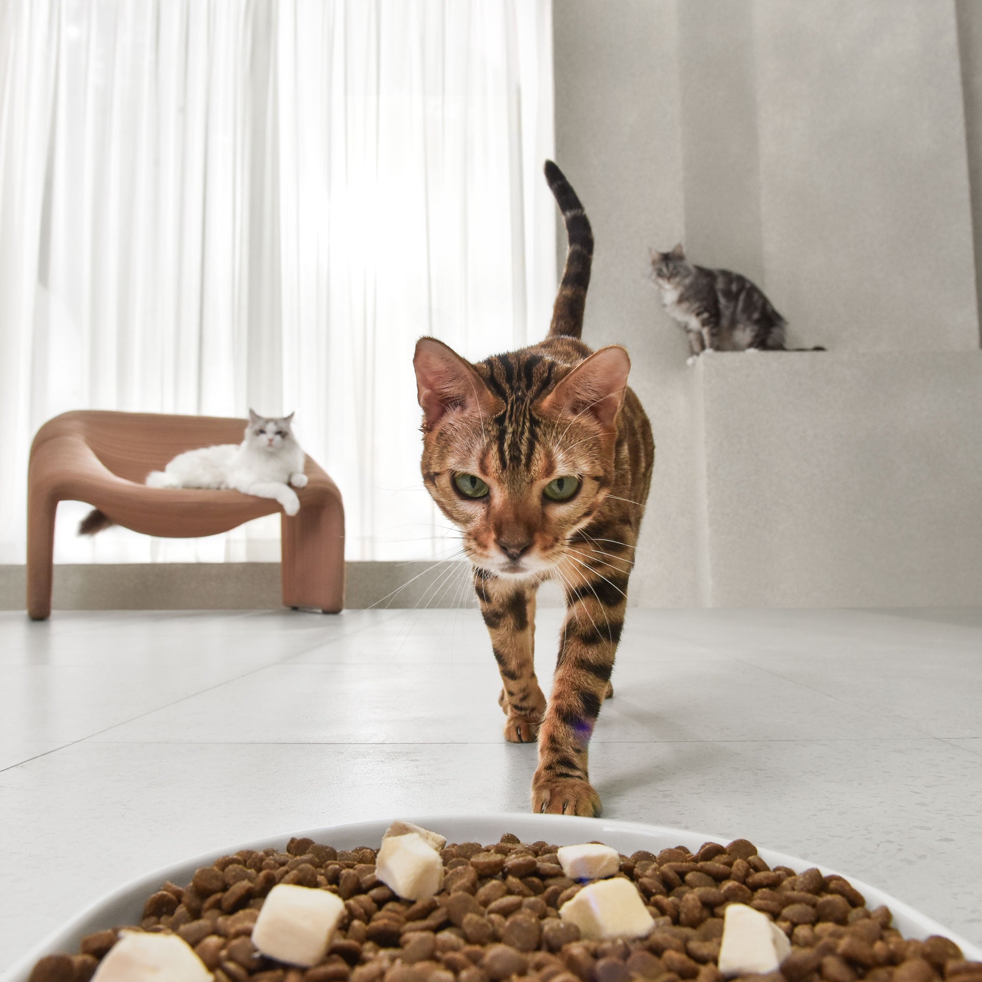 catlink-automatic-feeder-facelink-distributeur-croquettes-single-set-3-5-l image 7