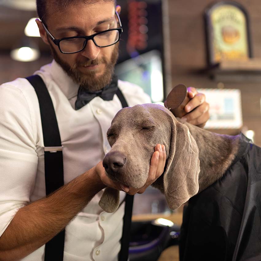 croci-barbershop-brosse-dents-fines-chien-chat-tous-poils image 3