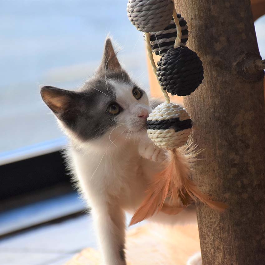 croci-bobby-bille-griffoir-chat-rose-55-cm image 2