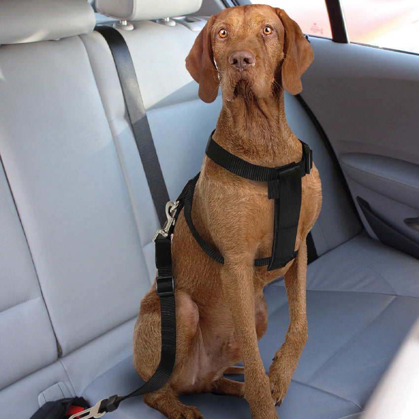 croci-safety-belt-harnais-voiture-chien-50-80-cm image 4
