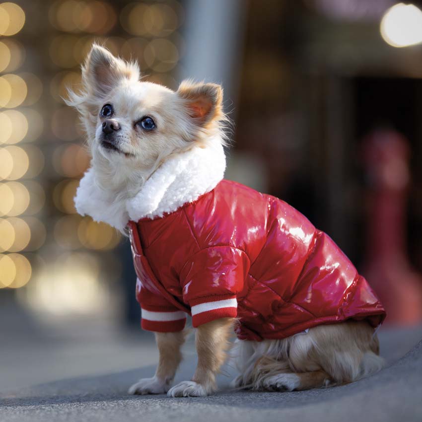 croci-red-snow-manteau-pour-chien-rouge-35-cm image 2