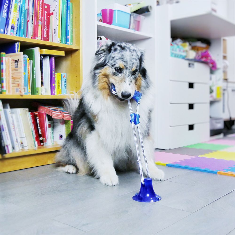 croci-pull-play-jeu-chien-bleu-b-ton-ventouse image 5