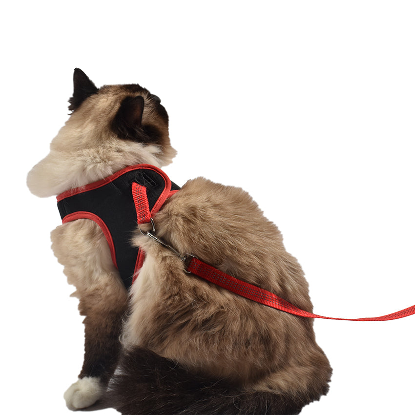 croci-bobby-safe-harnais-laisse-chat-bleu-r-glable-160-cm image 6