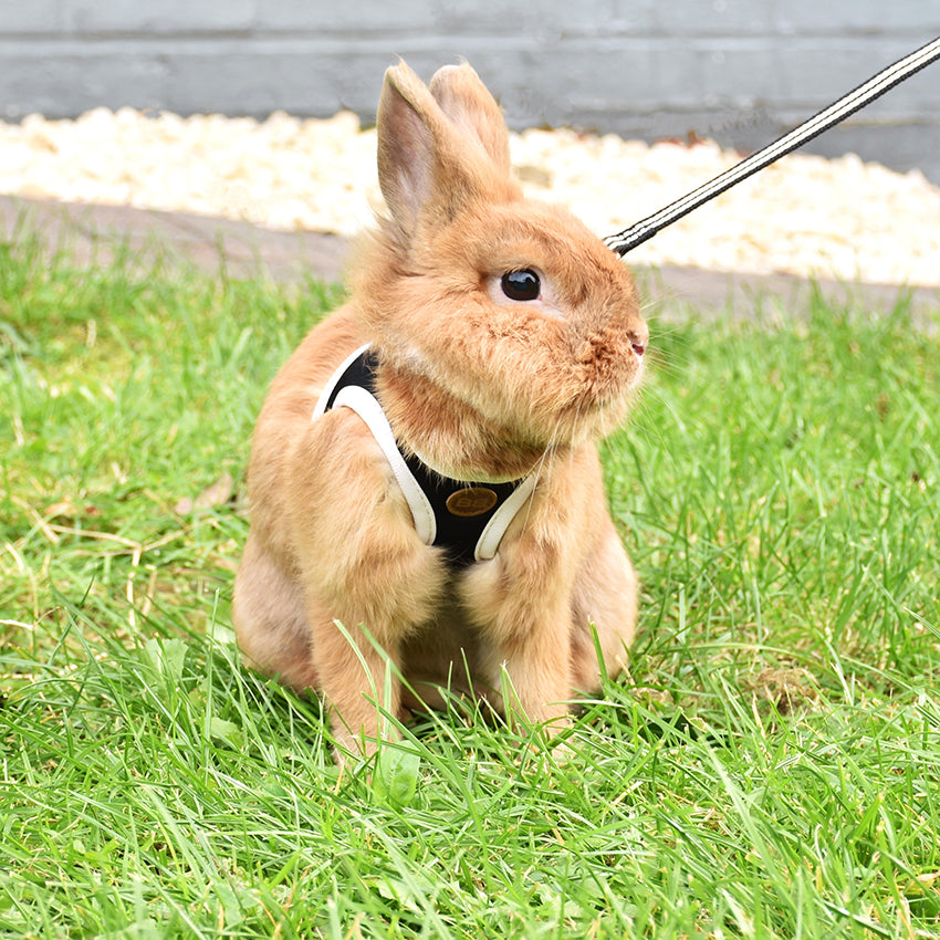 croci-bobby-stripe-harnais-lapin-laisse-nylon-2xs image 3
