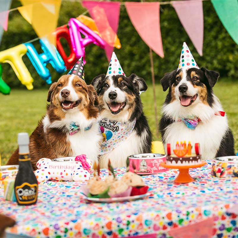 croci-pet-s-party-chapeau-anniversaire-chien-lot-6-pcs image 2