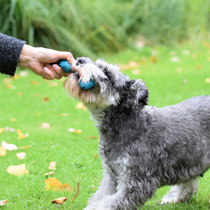 croci-bobby-corde-jouet-chien-caoutchouc-bleu-taille-m image 6