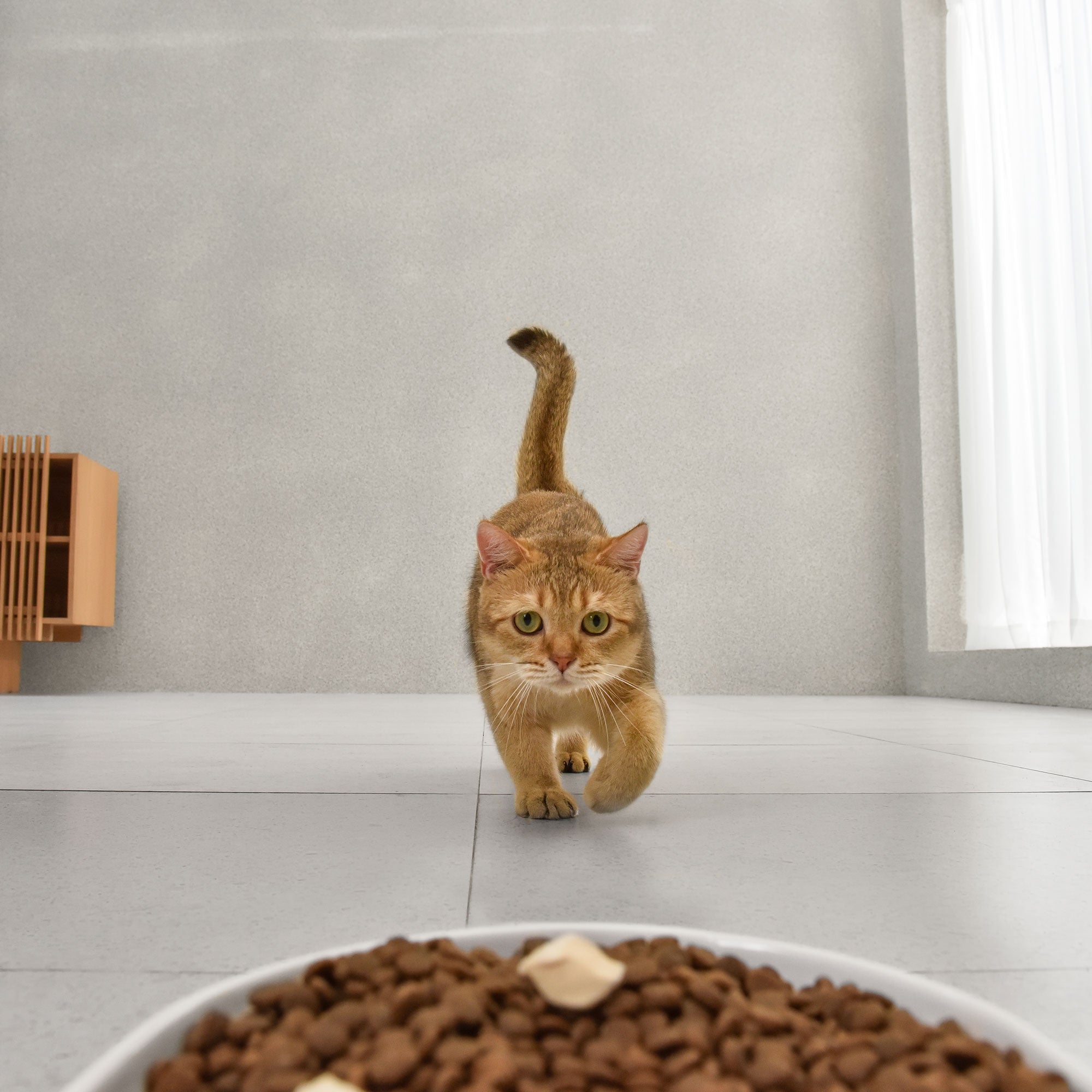 catlink-automatic-feeder-facelink-distributeur-croquettes-single-set-3-5-l image 8