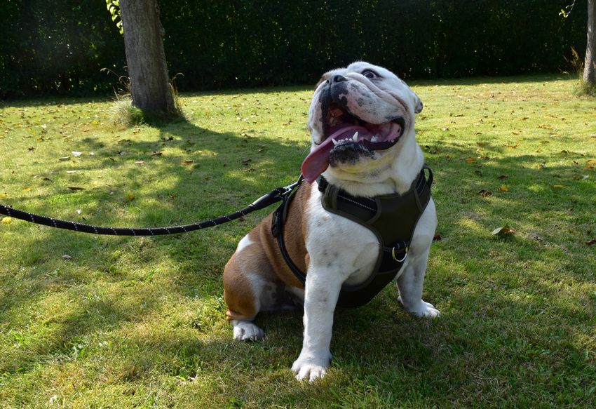 croci-bobby-walk-laisse-chien-orange-5-m image 3