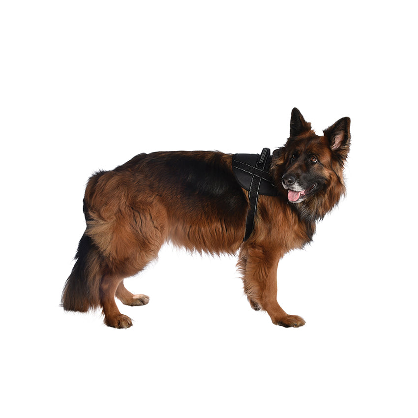 croci-bobby-easy-safe-harnais-chien-noir-m-r-fl-chissant image 5