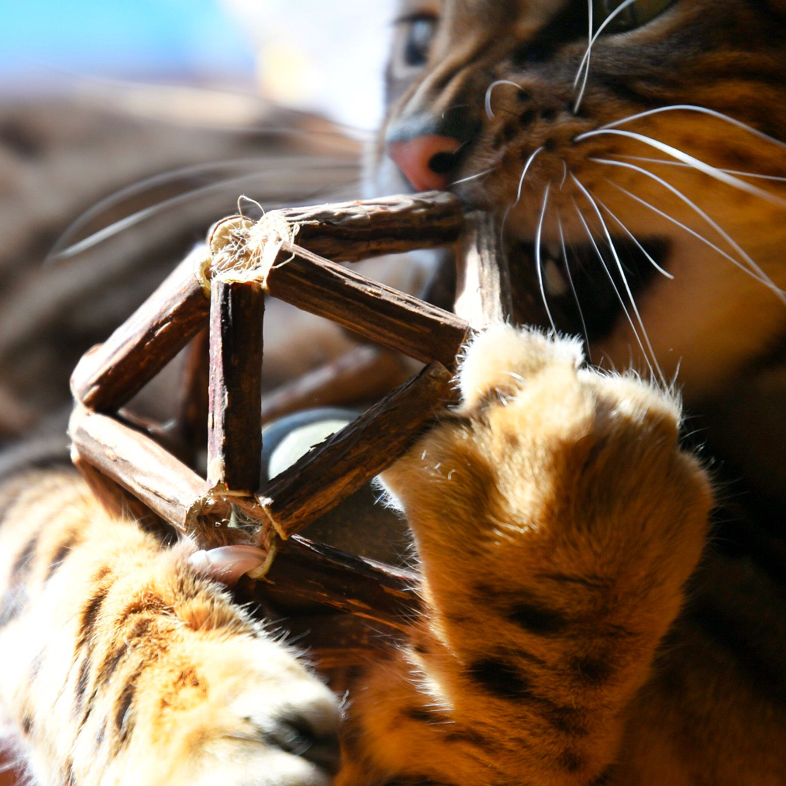 croci-euphoria-balle-jouet-chat-herbe-chat-exercice image 2