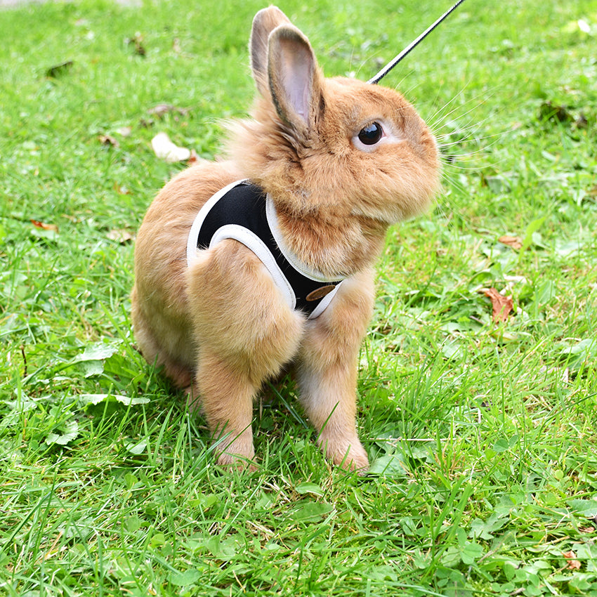 croci-bobby-stripe-harnais-lapin-laisse-nylon-2xs image 4