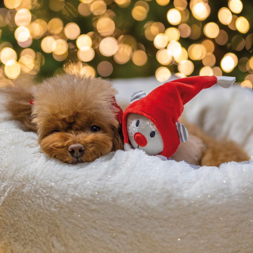 croci-xmas-snowball-panier-donut-chien-chat-50x25-cm-blanc image 2