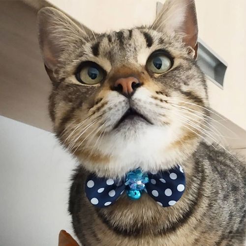 croci-bow-tie-collier-chat-n-ud-papillon-pois-rose image 3