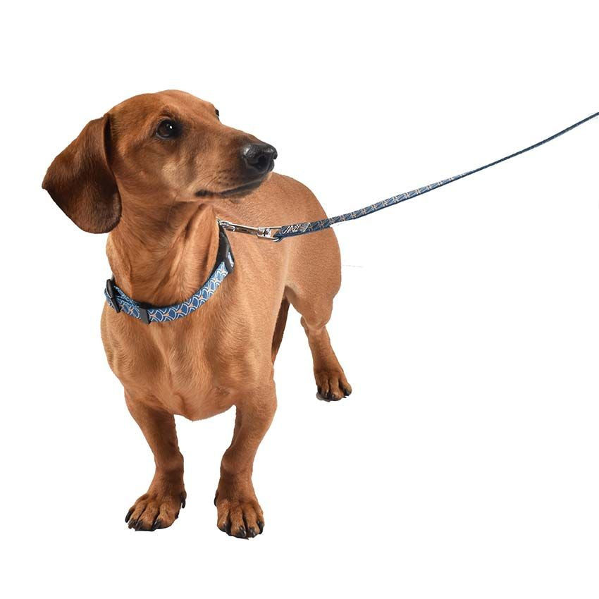 croci-bobby-geisha-collier-chien-nylon-bleu-25-40-cm image 3