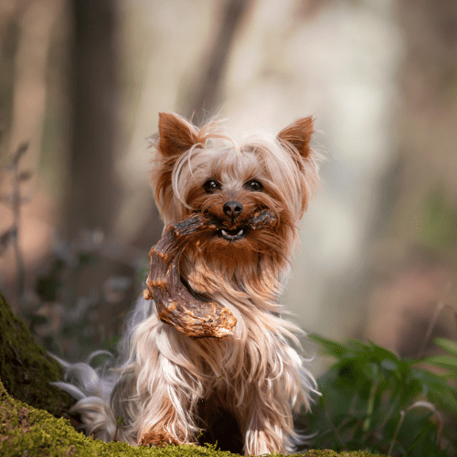 croci-niki-natural-barf-cous-dinde-chien-snack-naturel image 2