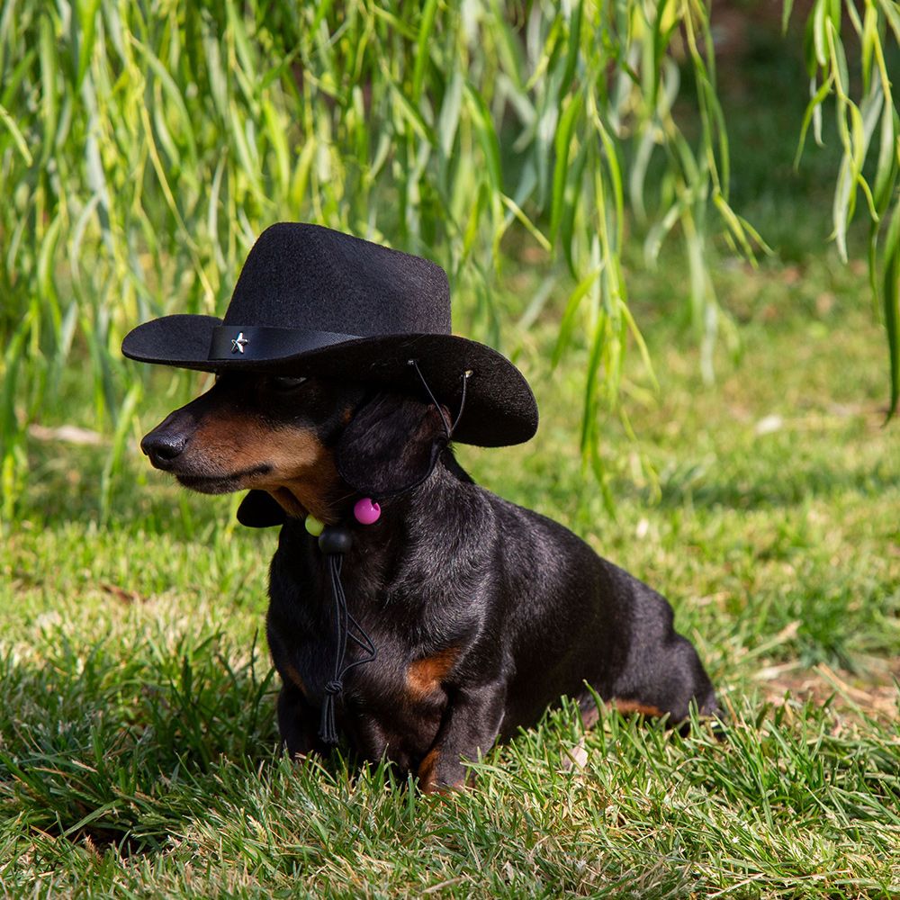 croci-dog-clothing-chapeau-cowboy-chien-feutre-18-cm image 3