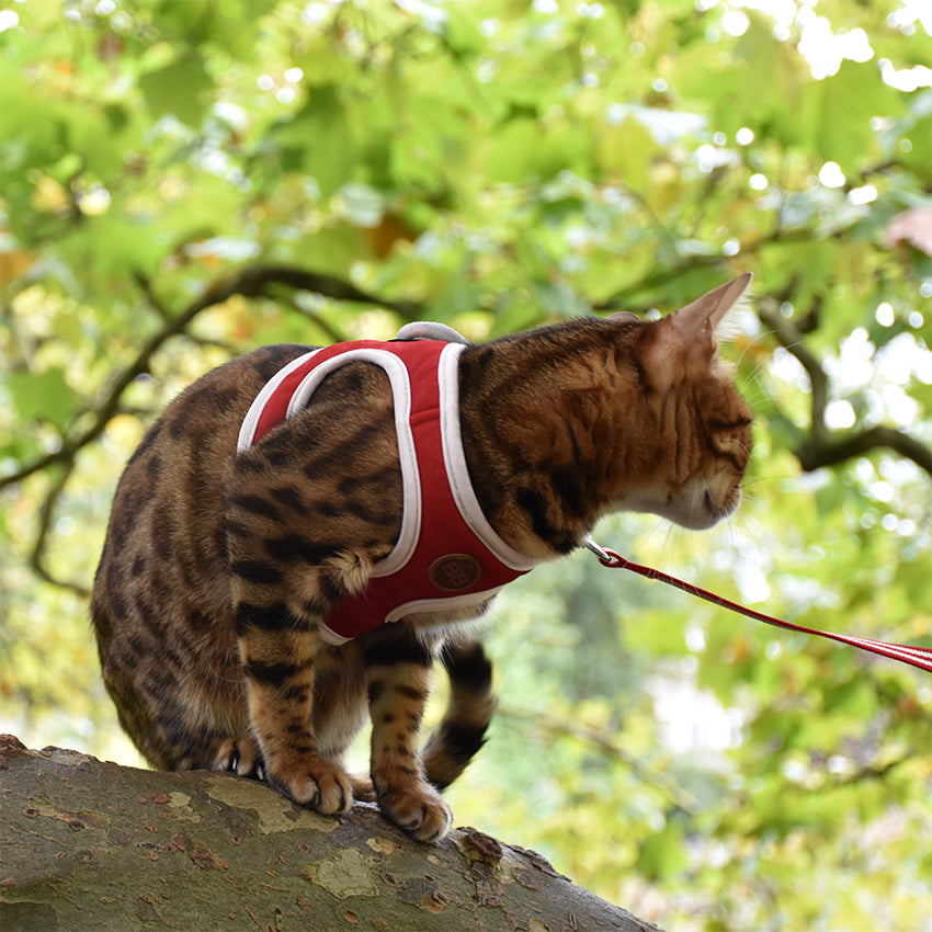 croci-bobby-stripe-harnais-chat-laisse-bleu-ciel-nylon image 4