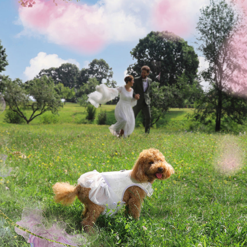 croci-ceremony-harnais-mariage-chien-mari-e-24-27-cm image 2