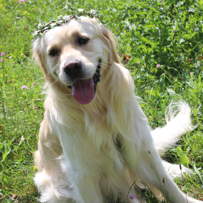 croci-ceremony-couronne-fleur-chien-mariage-10-cm image 3