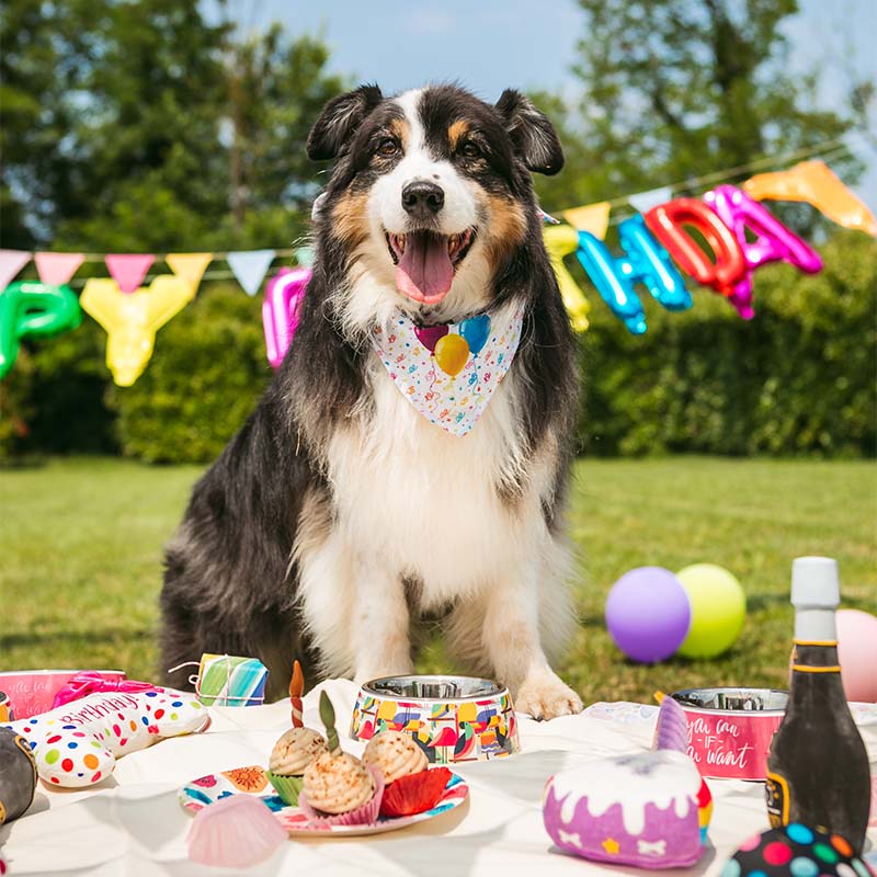 croci-pet-s-party-chapeau-anniversaire-chien-lot-6-pcs image 3
