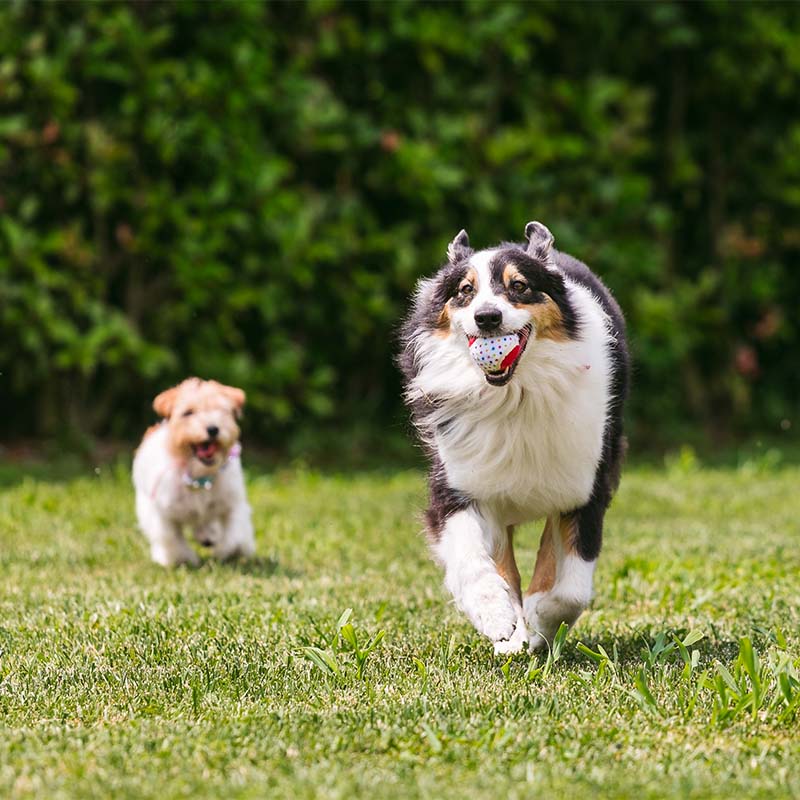 croci-party-tennis-balle-chien-lot-3-pi-ces-6-5-cm image 3