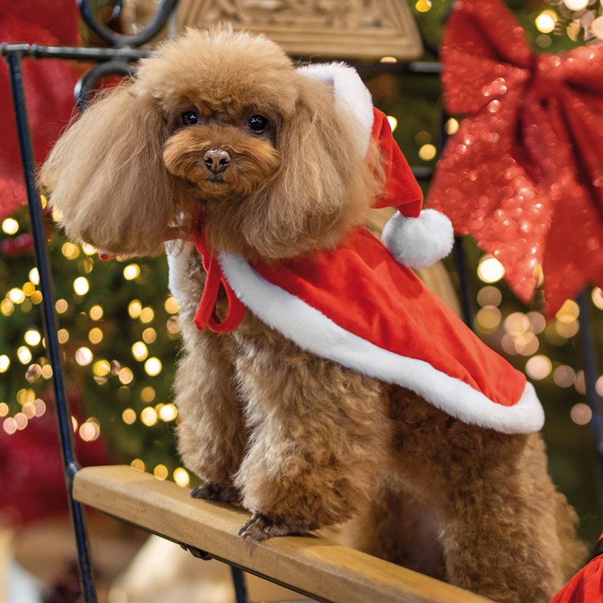 croci-santa-d-guisement-chien-no-l-rouge-35-cm-velours image 2