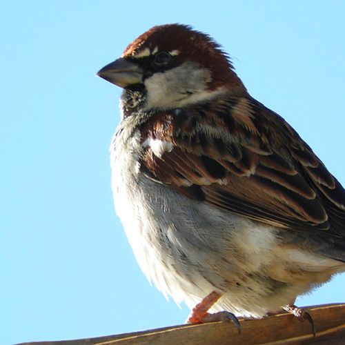 croci-gran-pasto-p-t-e-oiseaux-granivores-300-g image 2