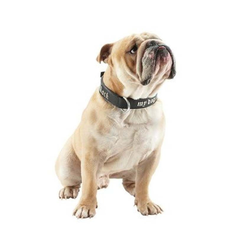 croci-bobby-rock-my-dog-collier-chien-similicuir-noir-55-cm image 2