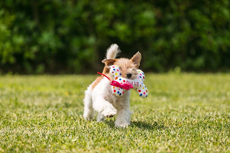 croci-party-bone-peluche-chien-os-21-5-cm image 3